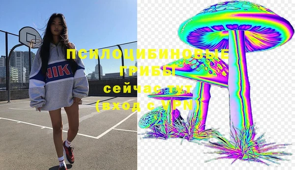 крисы Бородино